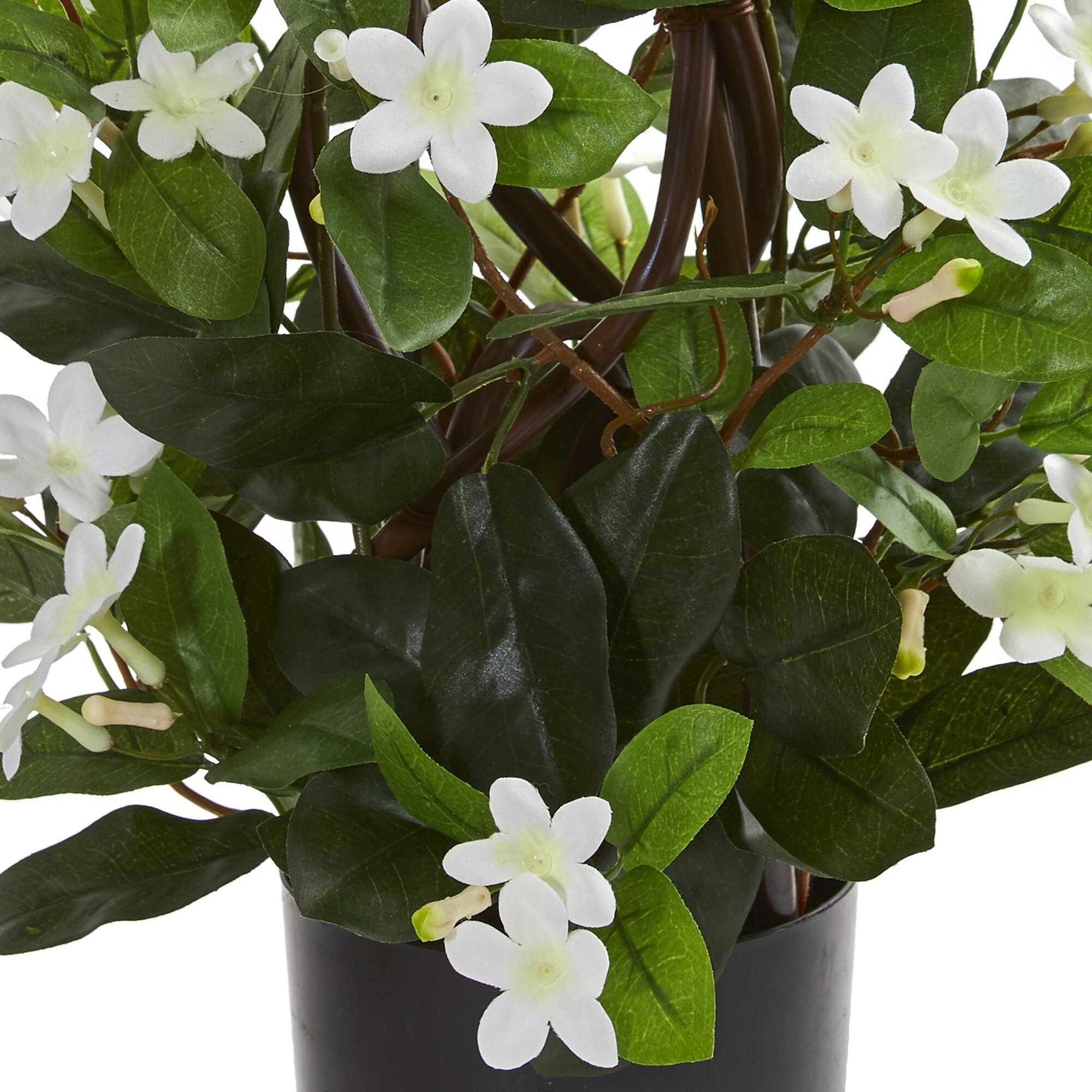 24” Potted White Stephanotis Climbing Plant